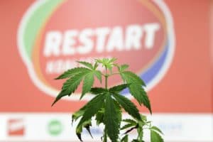 "Lex cannabis": Zašto je sada pravo vrijeme za legalizaciju konoplje koju predlaže Restart koalicija?