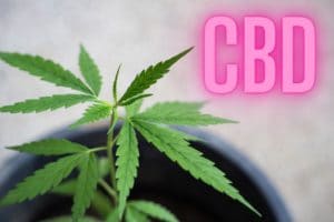 Što je CBD i kakav učinak ovaj kanabinoid može imati na vaš organizam?